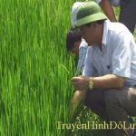 Đ/c Nguyễn Công Châu kiểm tra tình hình sâu bệnh trên lúa Hè thu.